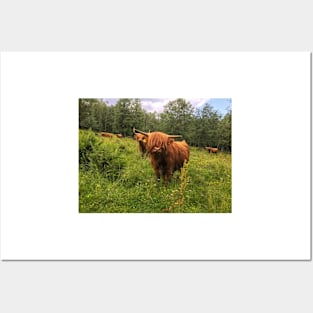 Scottish Highland Cattle Calf 2031 Posters and Art